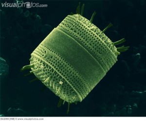 side_diatom_tiny_organisms_at_the_bottom_of_the_food_chain_diatoms_are_a_type_of_single_celled_a_BA2098