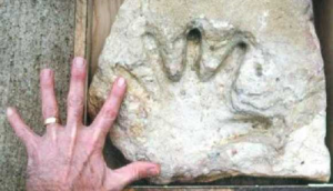 Human-Hand-Fossil1