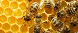 Bees-675x291